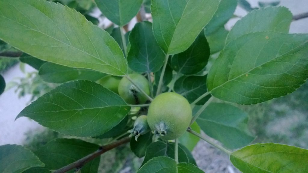 Tiny apples on our tree